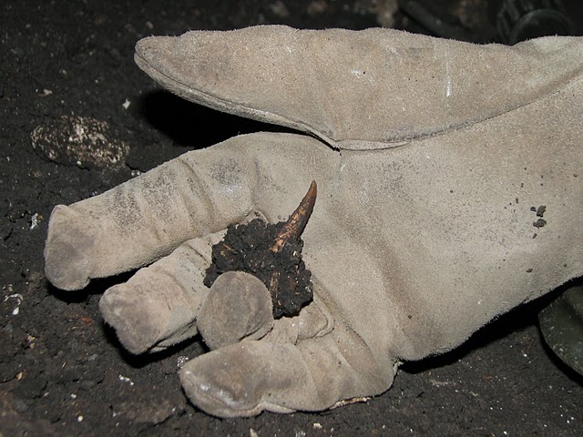 Cat tooth in Glove